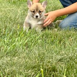 Crumpet - Red female Pembroke Welsh Corgi puppy in Hand County, South Dakota from Hills End Corgis