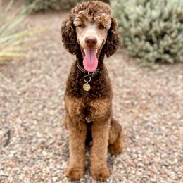 Magnus - Poodle