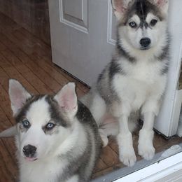 Siberian Huskies from April's Siberian Huskies