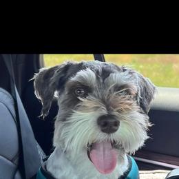 Dutch - Miniature Schnauzer