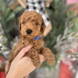 Blue Boy - Red  male Goldendoodle puppy in Alamance County, North Carolina from Doodle Squad Puppies