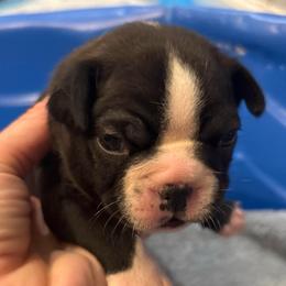 A. Black Boy - Black and white male Boston Terrier puppy in Mc Donough, Georgia from Ballard Boston Terriers