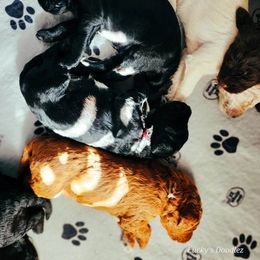 Goldendoodle Puppies from Lucky's Doodlez