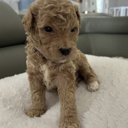 Purple collar - Cream female Goldendoodle puppy in New Britain, Connecticut from Goldendoodles Yorkiepoo Stars CT