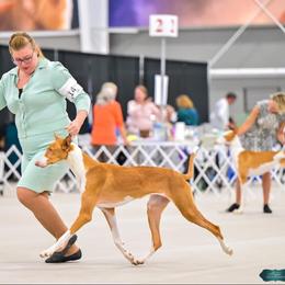 Ezili - Ibizan Hound