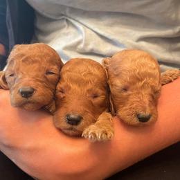Golden Retriever and Poodle Puppies from Wrights Mountain Goldens