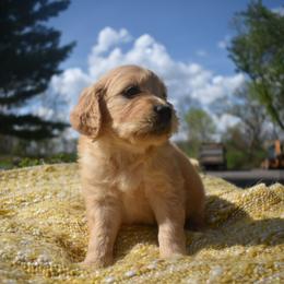 Aussiedoodle and Goldendoodle Puppies from Classic City Doodles