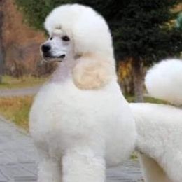 Justin - Poodle