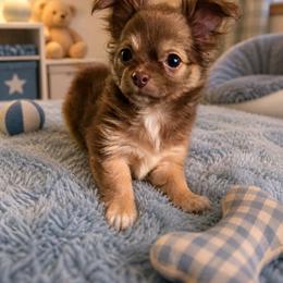 Teddy - Chocolate sabled fawn male Chihuahua puppy in Jeffersonville, Indiana from The Joyful World of Chihuahuas