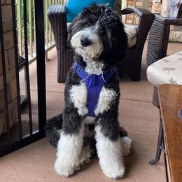 Bernedoodle and Goldendoodle Puppies from Shining Star Doodles