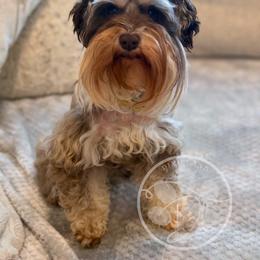 Sunday - Miniature Schnauzer