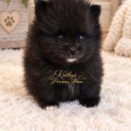 Cruise - Black male Pomeranian puppy in Chelsea, Oklahoma from Kathy's Precious Poms