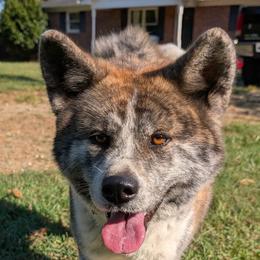 Japanese Akitainu puppies from Sierra Mountain Akitas