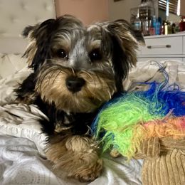 Tobby - Yorkshire Terrier