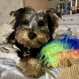 Tobby - Yorkshire Terrier