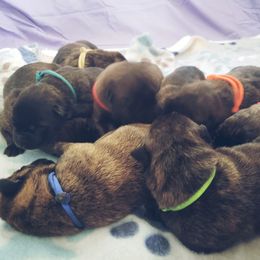 Belgian Malinois and Dutch Shepherd Puppies from Blackcraft K9