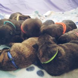 Belgian Malinois and Dutch Shepherd Puppies from Blackcraft K9