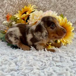 Slinky - Dapple male Dachshund puppy in Colbert, Oklahoma from Brooke Crenshaw