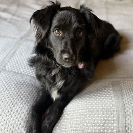 Bella - Black & white female Australian Shepherd puppy in Silver City, New Mexico from Heartstead Haven Australian Shepherds