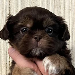 Shih Tzus from Camano Puppy Love
