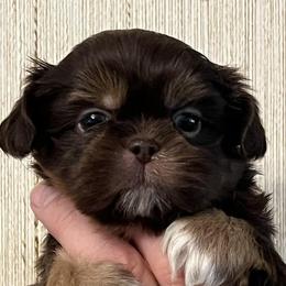 Shih Tzus from Camano Puppy Love