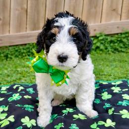 Butterscotch - Tri-color male Bernedoodle puppy in Boiling Springs, South Carolina from OlliePups, LLC