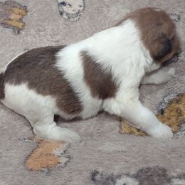 Boy 1 - Wire Fox Terrier puppy from Birchhurst NC Kennels