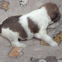 Boy 1 - Wire Fox Terrier puppy from Birchhurst NC Kennels