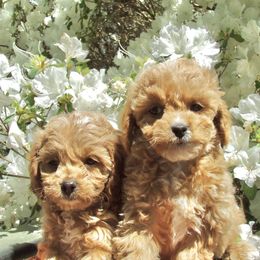 Assorted Doodle Crosses, Cavapoo, and Morkie Puppies from Kay’s Cutie Poos