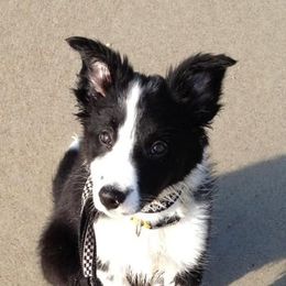 Border Collies from Janet Wagner's Border Collies