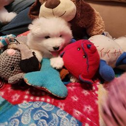 Samoyed Puppies from Bluegrass Samoyeds