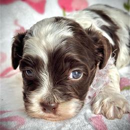 Penny - Brown and white female Cockapoo puppy in Tampa, Florida from Designer Puppy Boutique