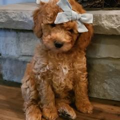 Assorted Doodle Crosses and Poodle Puppies from Jagged Oaks Farm