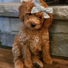 Assorted Doodle Crosses and Poodle Puppies from Jagged Oaks Farm