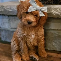 Assorted Doodle Crosses and Poodle Puppies from Jagged Oaks Farm