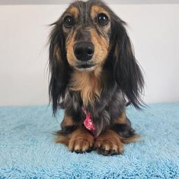 Everly - Dachshund
