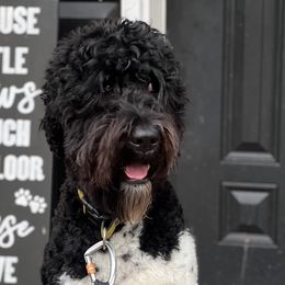 Milo - Australian Labradoodle