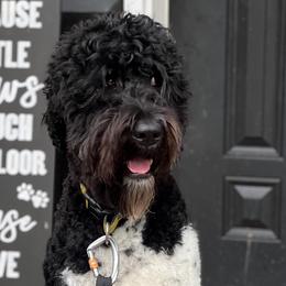 Milo - Australian Labradoodle