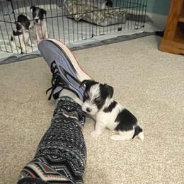 Boy 1 - Parti male Yorkshire Terrier puppy in Watertown, New York from NNYYorkies