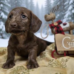Holly - Chocolate female Dachshund puppy in Lebanon, Ohio from Golden Acres Dachshunds