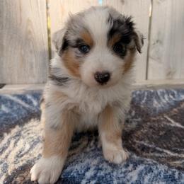Bronco - Blue merle male Australian Shepherd puppy in Vernal, Utah from Dancing M Australian Shepherds