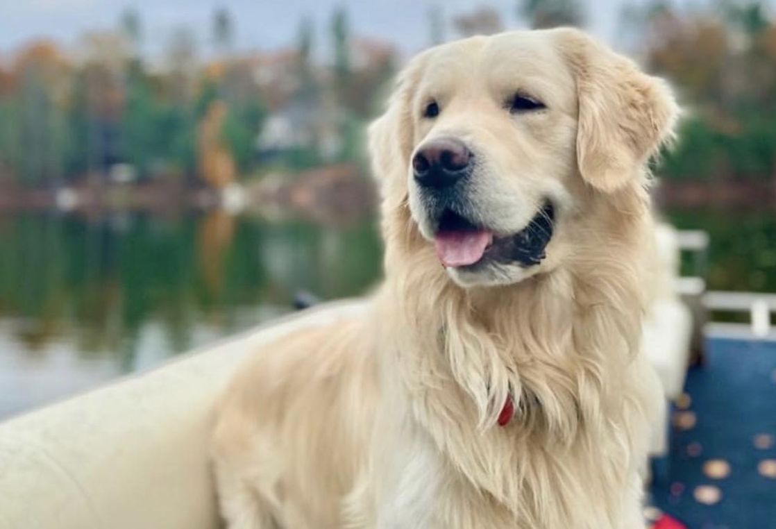 Crescent View Goldens in Michigan Golden Retriever puppies Good Dog