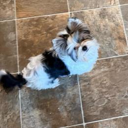 Savanna - Black tan and white female Biewer Terrier puppy in Lebanon, Oregon from SD99Biewers