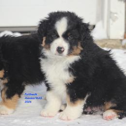Blizzard - Black tri male Miniature American Shepherd puppy in Hillsdale, Michigan from Faithwalk Aussies and Mini American Shepherds