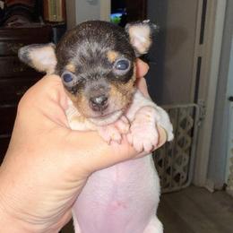 Baby A1A - White black and tan female Toy Fox Terrier puppy in Clermont, Florida from Debbie Hiles's Toy Fox Terriers