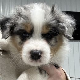 BMM2 - Blue merle Australian Shepherd puppy in Manchester, Iowa from Lone Willow Aussies