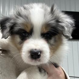 BMM2 - Blue merle Australian Shepherd puppy in Manchester, Iowa from Lone Willow Aussies