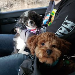 Poodle All Grown Up from M & M Poodles