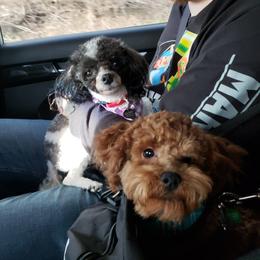 Poodle All Grown Up from M & M Poodles