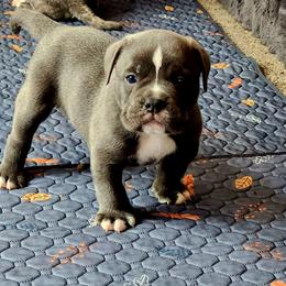 Gnocchi - Blue tri-color male Bulldog puppy in Washington from Sun City Campeiro Bulldogs